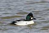 Common Goldeneye